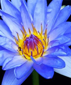 Blue Water Lily Paint By Number