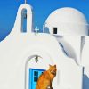 Cat In Greece Mykonos Paint By Number