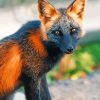 Close Up Melanistic Fox Paint By Number