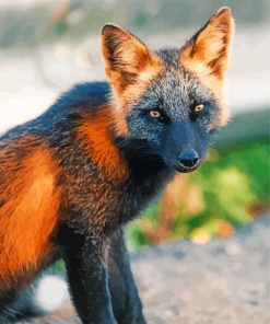 Close Up Melanistic Fox Paint By Number