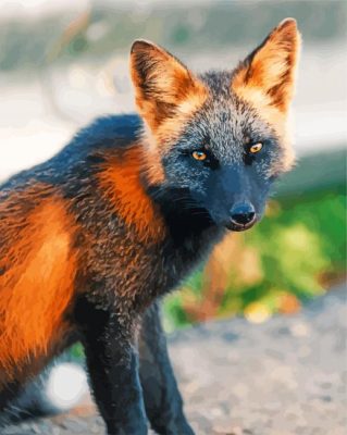Close Up Melanistic Fox Paint By Number