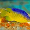 Cocoa Damselfish Paint By Number