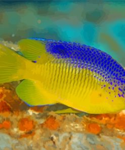 Cocoa Damselfish Paint By Number