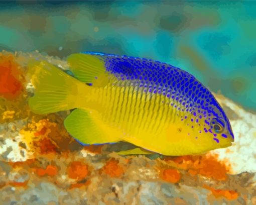 Cocoa Damselfish Paint By Number