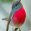 Cute Rose Robin Bird Paint By Number