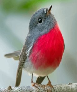 Cute Rose Robin Bird Paint By Number