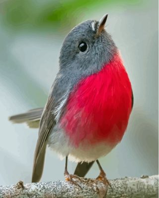 Cute Rose Robin Bird Paint By Number