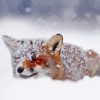 Fox In The Snow Paint By Number