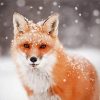 Fox Snow Paint By Number