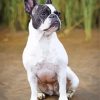 French Bulldog Paint By Number