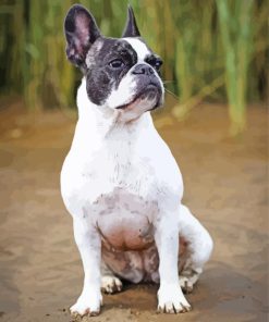 French Bulldog Paint By Number