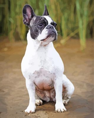 French Bulldog Paint By Number