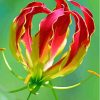 Gloriosa Plant Paint By Number