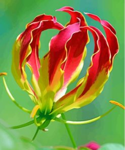 Gloriosa Plant Paint By Number