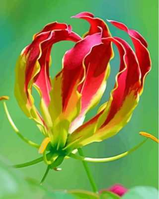 Gloriosa Plant Paint By Number