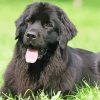 Little Black Golden Retriever Paint By Number