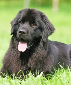 Little Black Golden Retriever Paint By Number