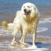 Maremma Sheepdog In Beach Paint By Number