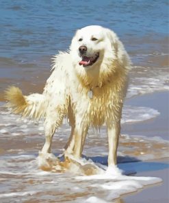 Maremma Sheepdog In Beach Paint By Number