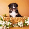 Mini Aussie In A Basket Paint By Number