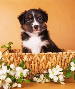 Mini Aussie In A Basket Paint By Number