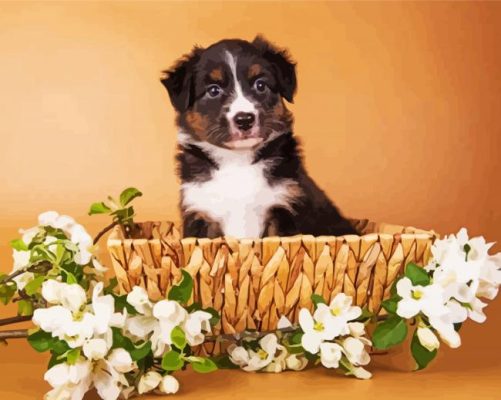 Mini Aussie In A Basket Paint By Number