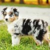 Mini Aussie Paint By Numbers