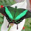 Green Black Butterfly Paint By Numbers