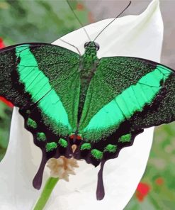 Green Black Butterfly Paint By Numbers