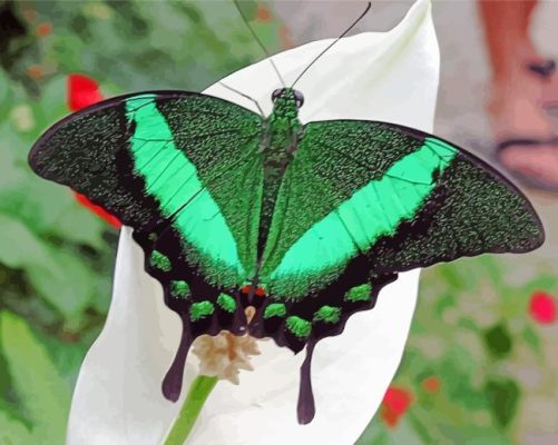 Green Black Butterfly Paint By Numbers