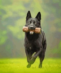 Black German Shepherd Paint By Number