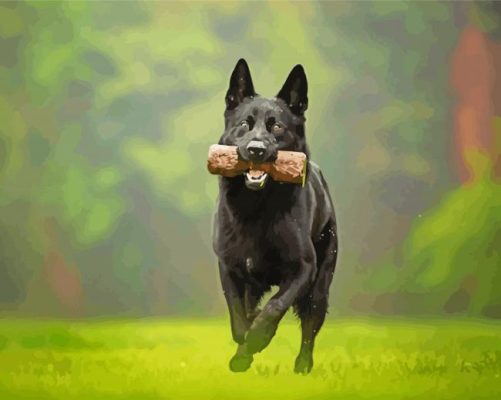 Black German Shepherd Paint By Number