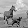 Black And White Dog Horse Paint By Number