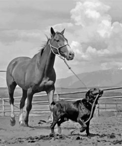 Black And White Dog Horse Paint By Number