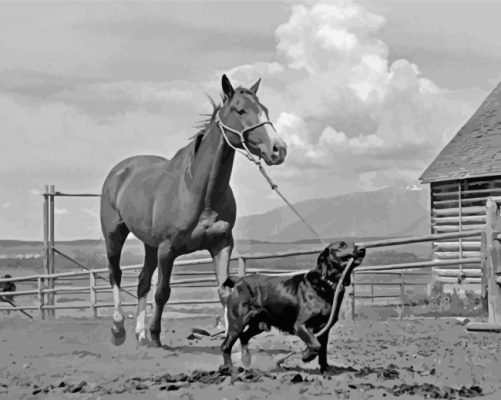 Black And White Dog Horse Paint By Number