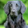 Black Golden Retriever Paint By Number