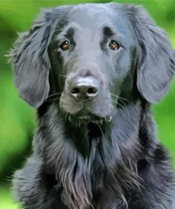 Black Golden Retriever Paint By Number