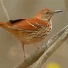 Brown Thrasher Bird Paint By Numbers