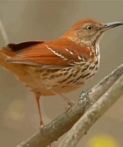 Brown Thrasher Bird Paint By Numbers