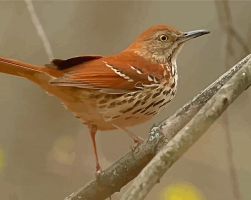 Brown Thrasher Bird Paint By Numbers