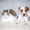 Cat And Jack Russell Paint By Number