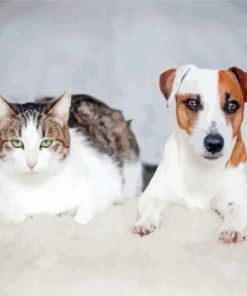 Cat And Jack Russell Paint By Number