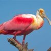 Cool Roseate Spoonbill Paint By Numbers