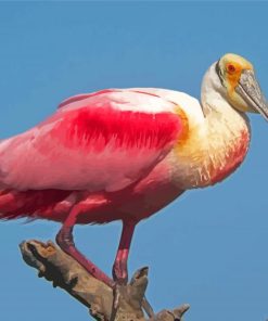 Cool Roseate Spoonbill Paint By Numbers