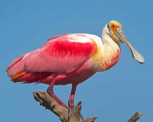 Cool Roseate Spoonbill Paint By Numbers