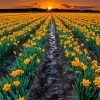 Field Of Daffodils Paint By Numbers