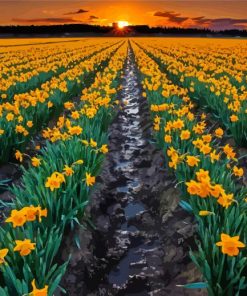 Field Of Daffodils Paint By Numbers