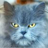 Grey Angry Cat Paint By Number