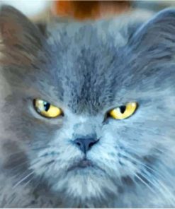 Grey Angry Cat Paint By Number