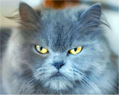 Grey Angry Cat Paint By Number